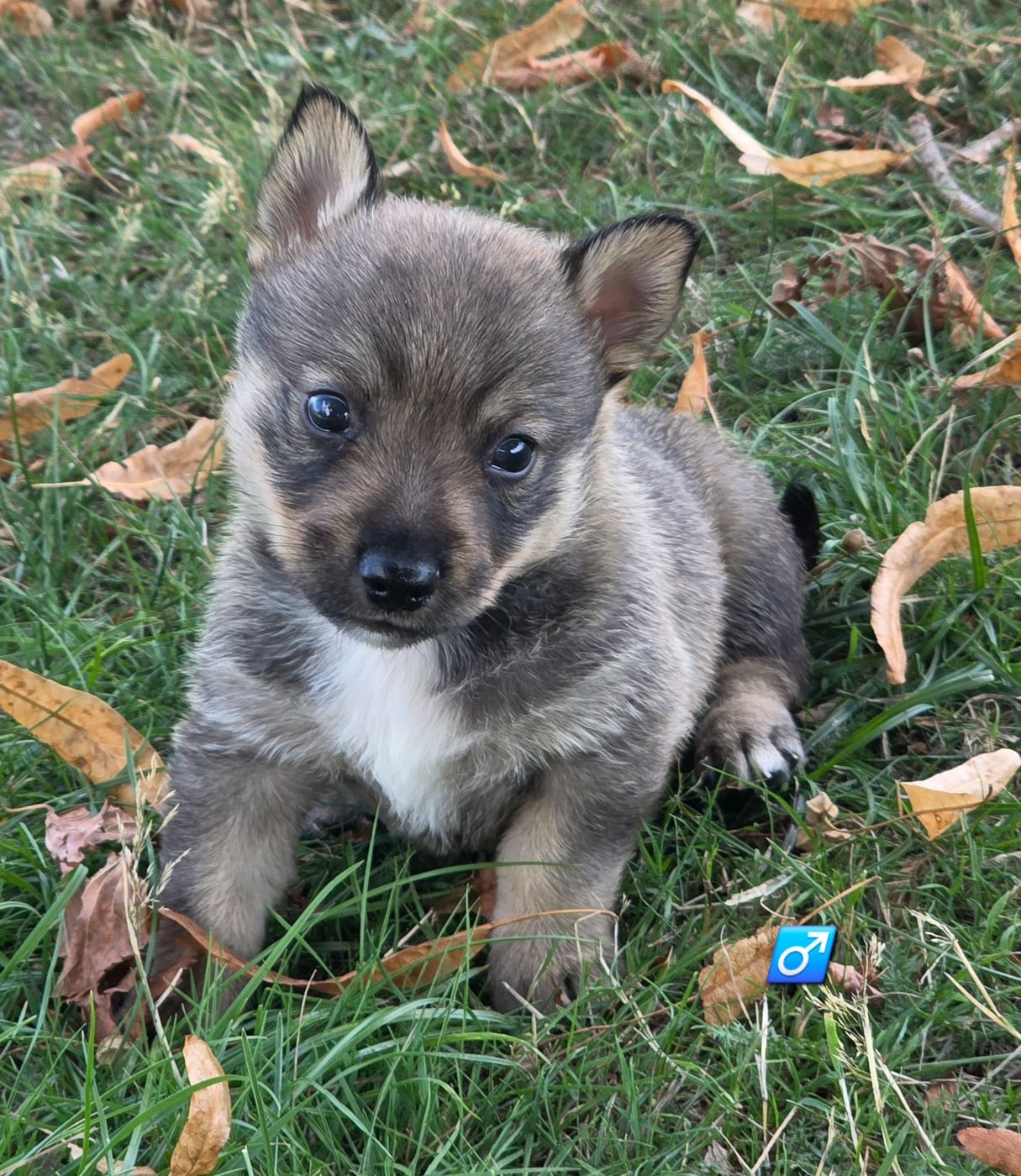 Chiot N°1