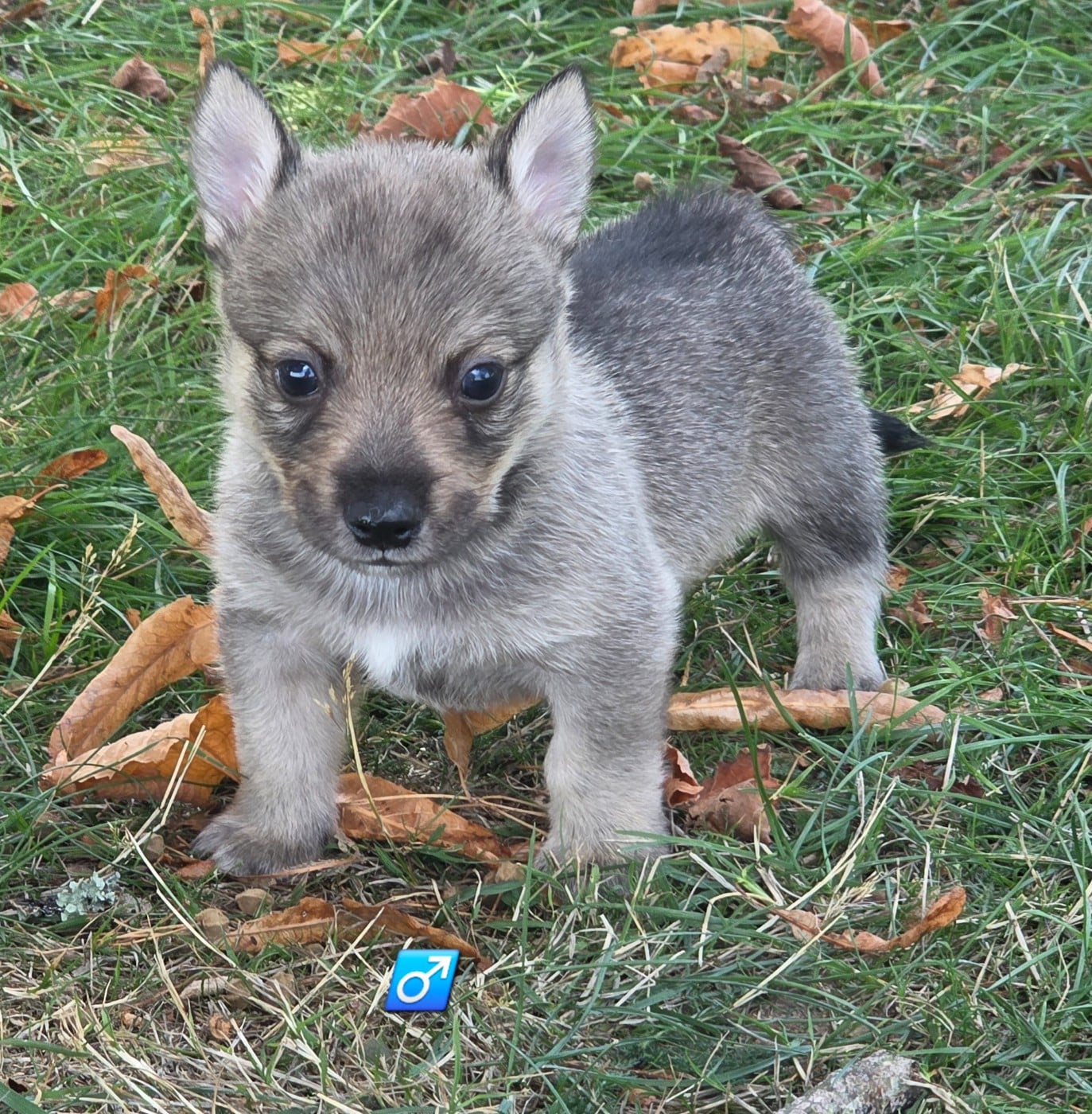 Chiot N°2