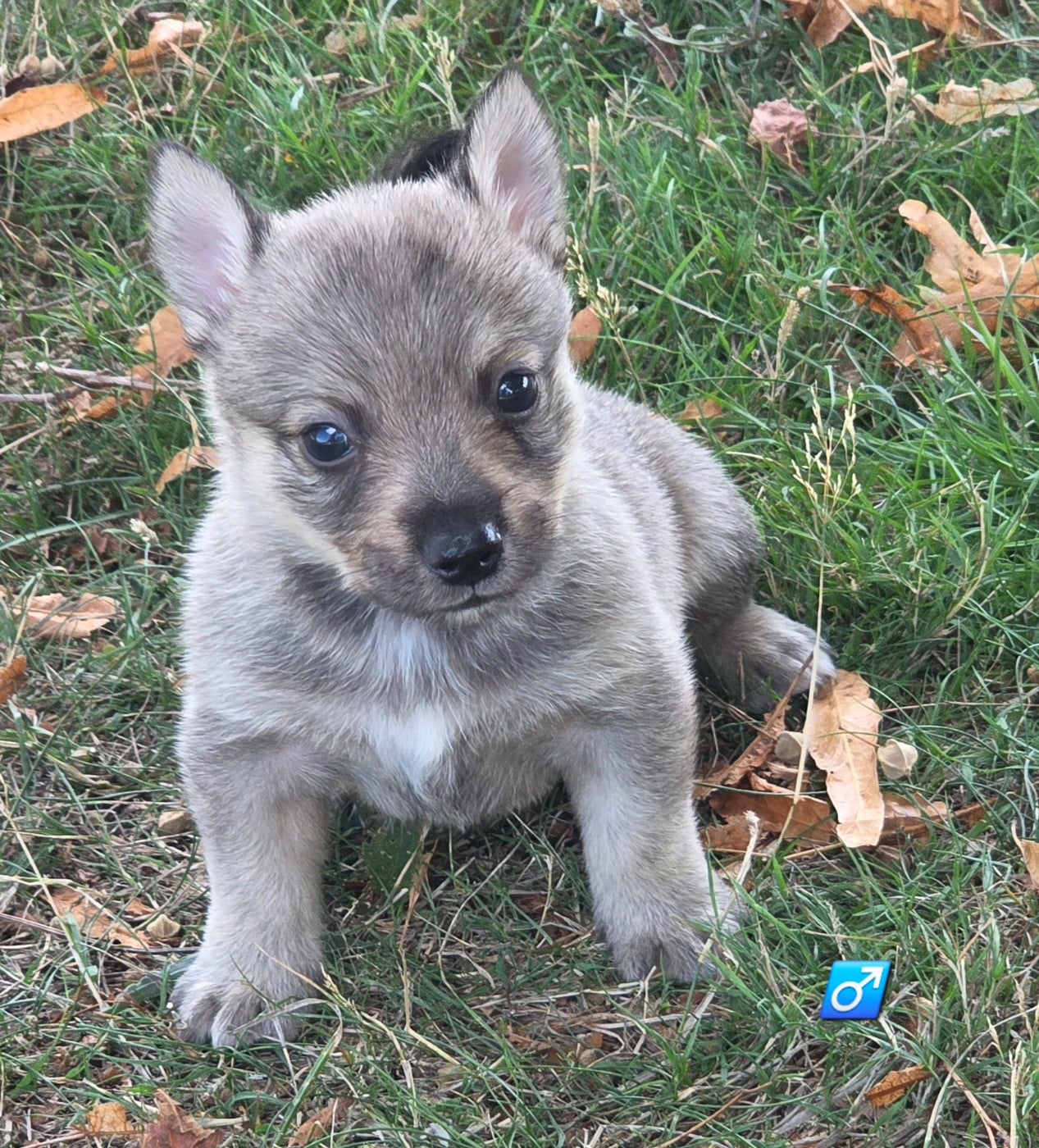 Chiot N°2
