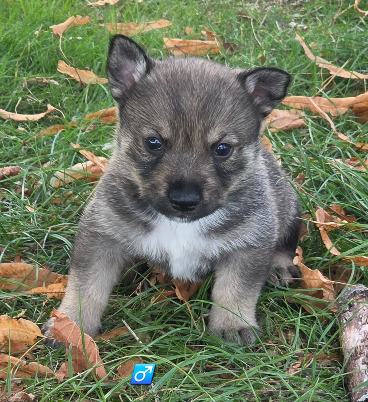Chiot N°3
