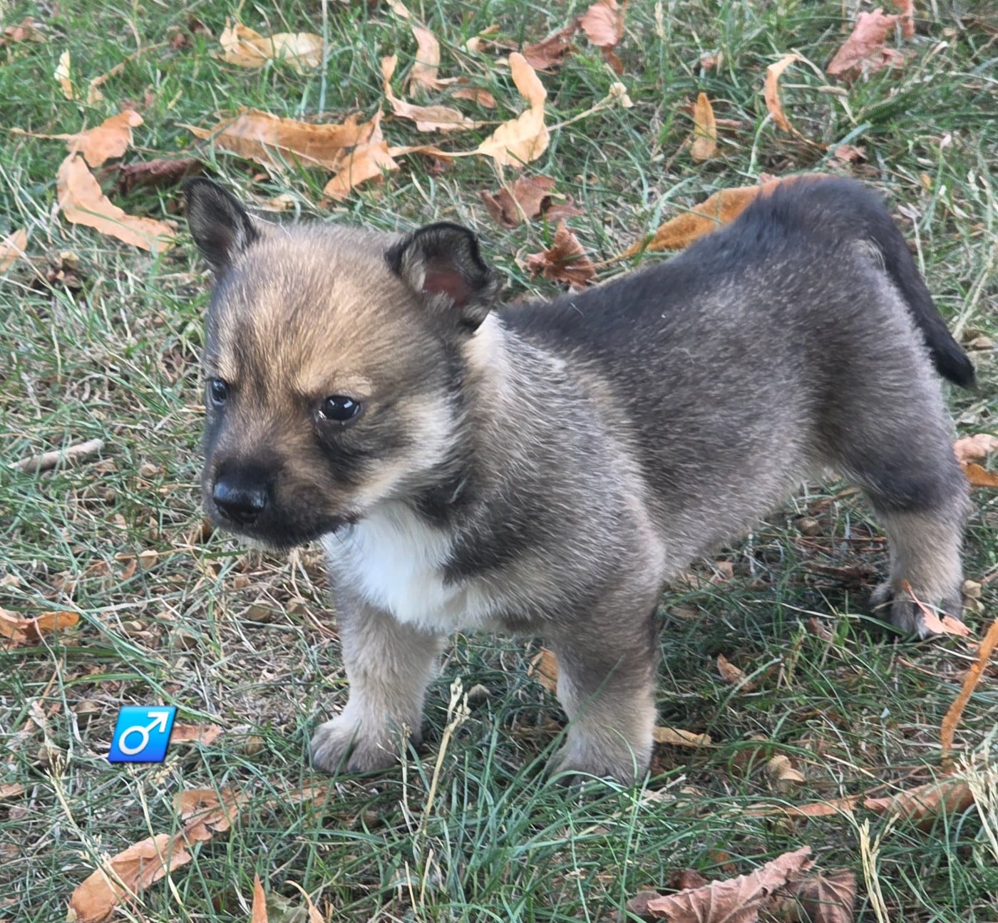 Chiot N°3