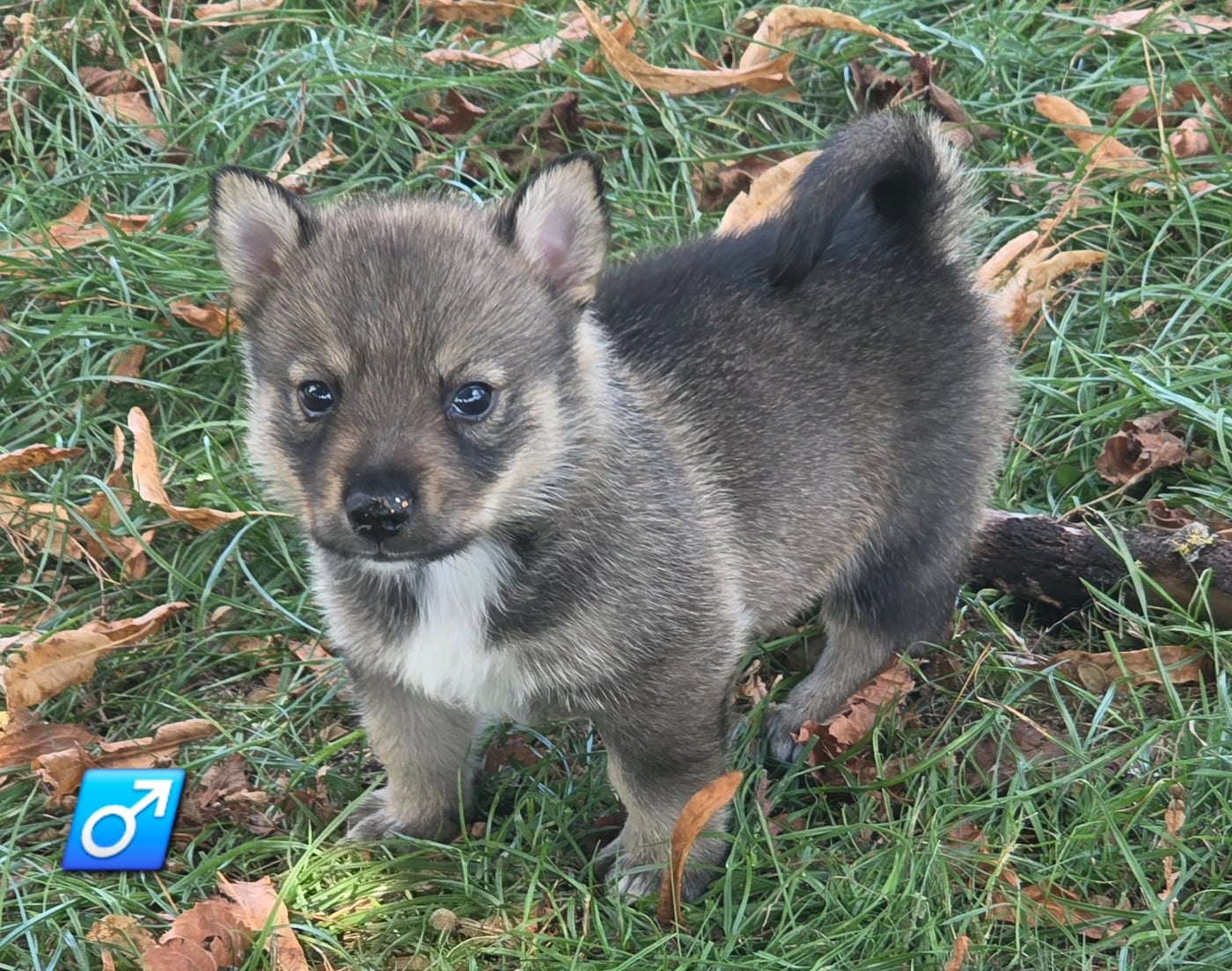 Chiot N°4