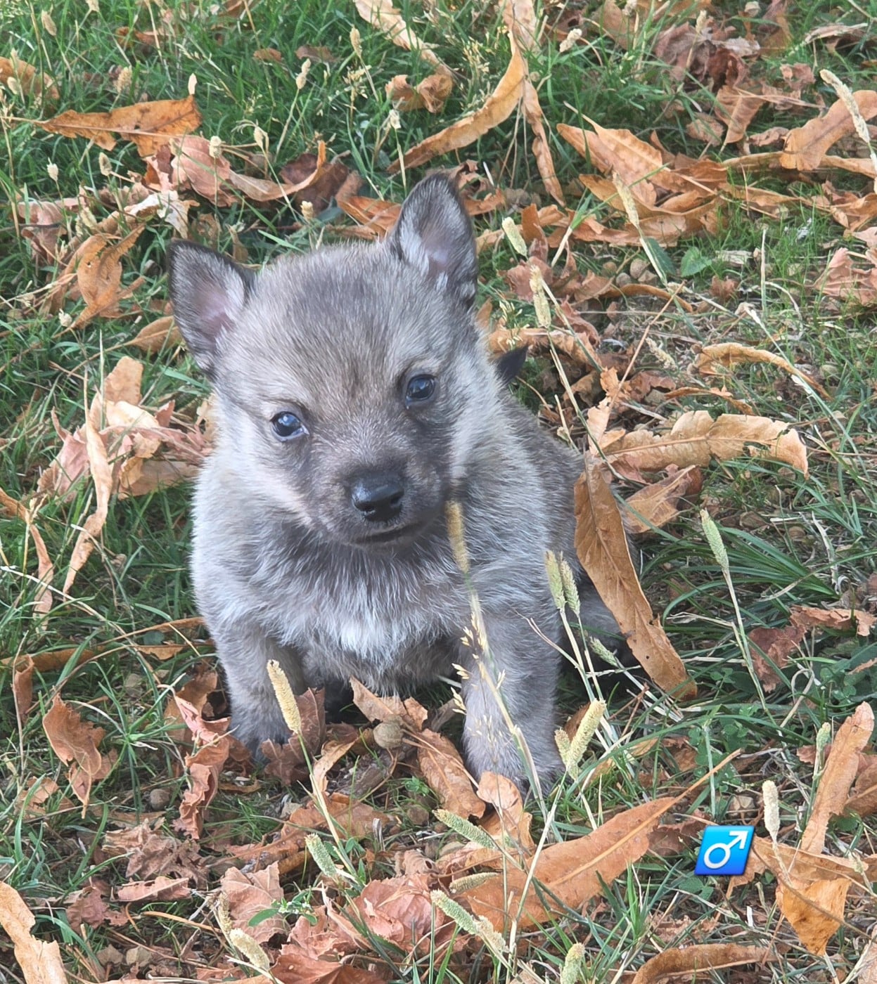 Chiot N°5