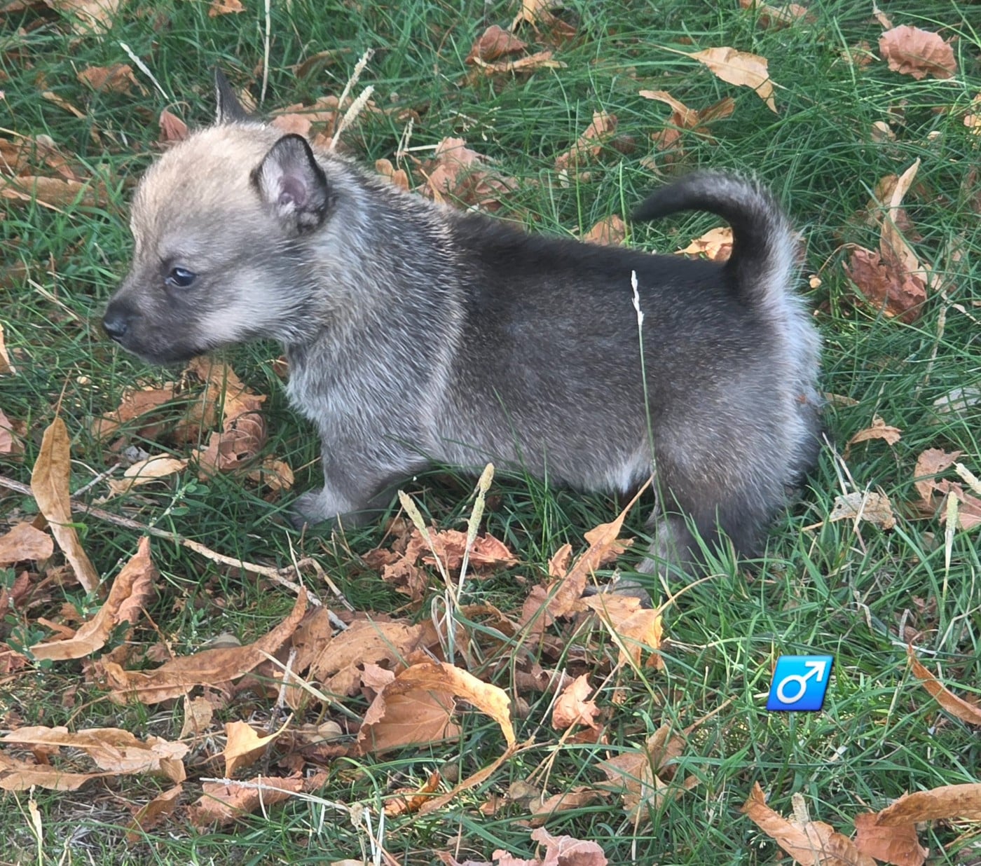 Chiot N°5