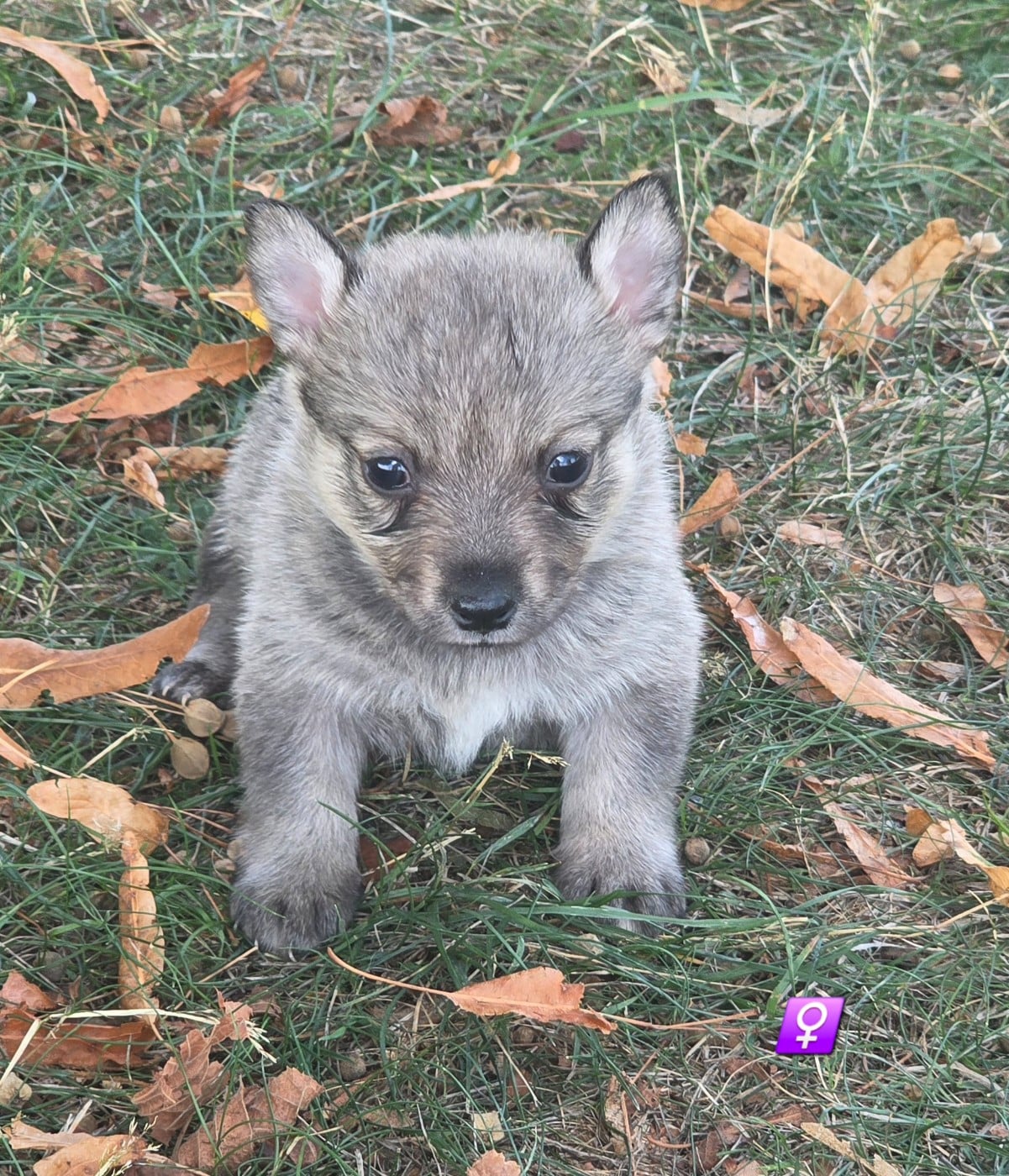 Chiot N°6