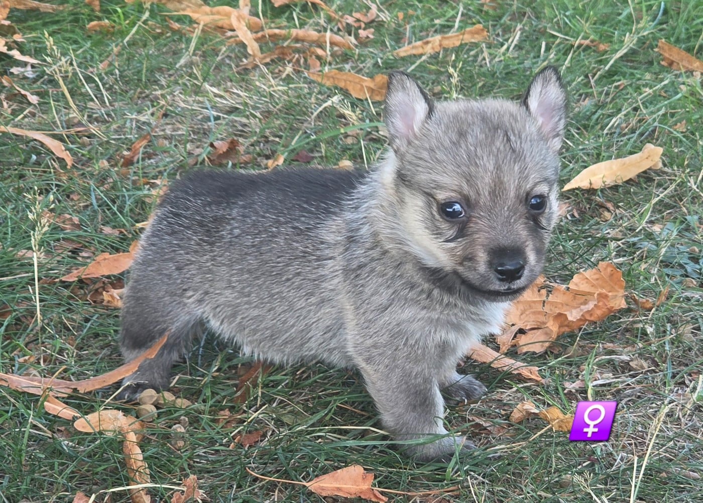 Chiot N°6
