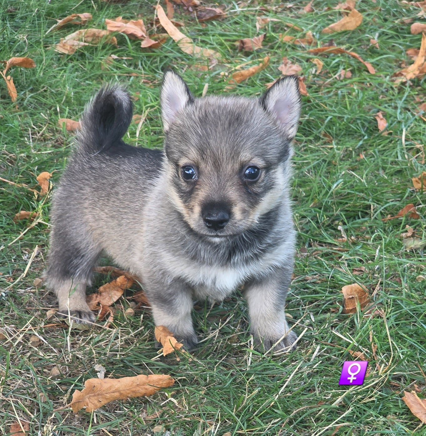 Chiot N°7