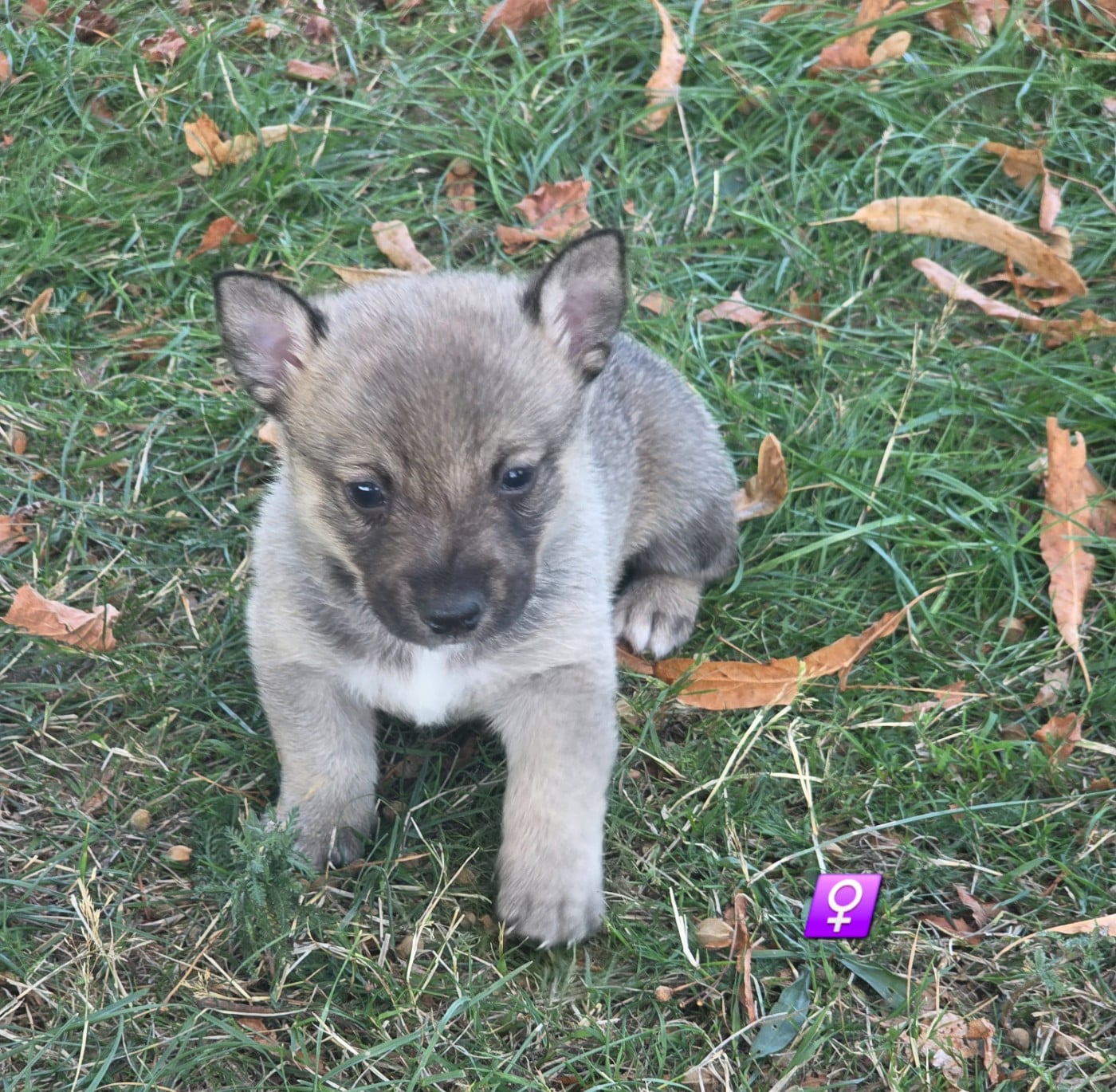Chiot N°8