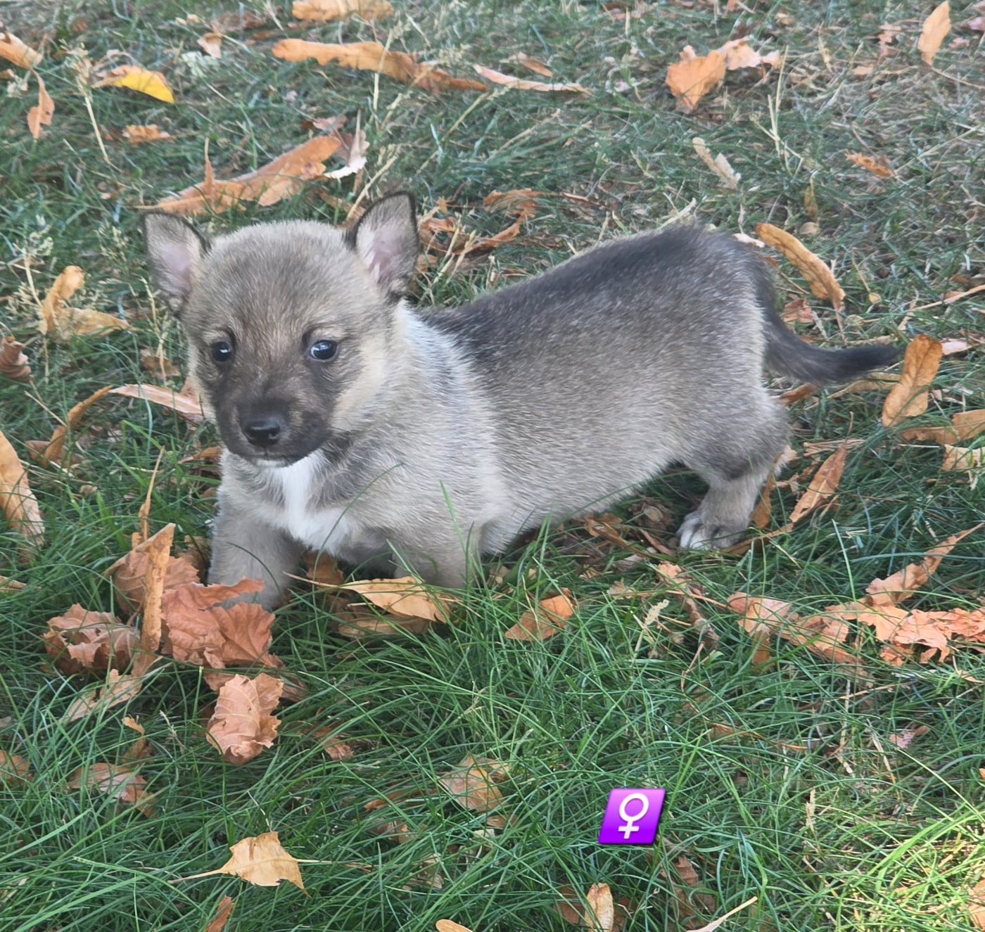Chiot N°8