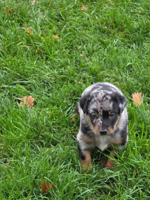 Les chiots de Berger de Beauce