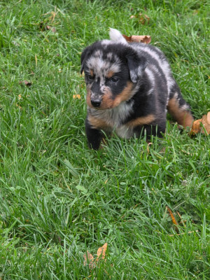 Les chiots de Berger de Beauce