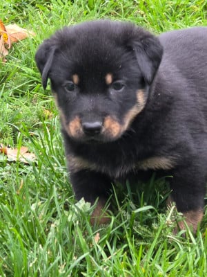 Les chiots de Berger de Beauce