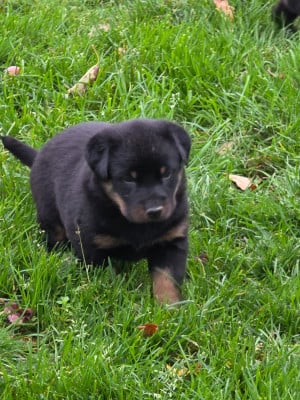 Les chiots de Berger de Beauce