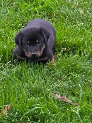 Les chiots de Berger de Beauce