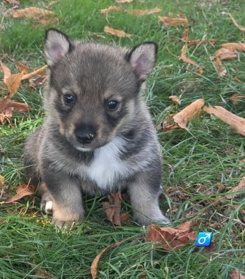Les chiots de Spitz des Visigoths