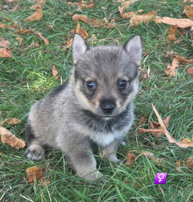 Les chiots de Spitz des Visigoths