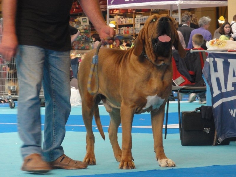 Dakota du domaine d'en bas - 1 ER / EXCELLENT ------- + TEST DE SOCIABILITE