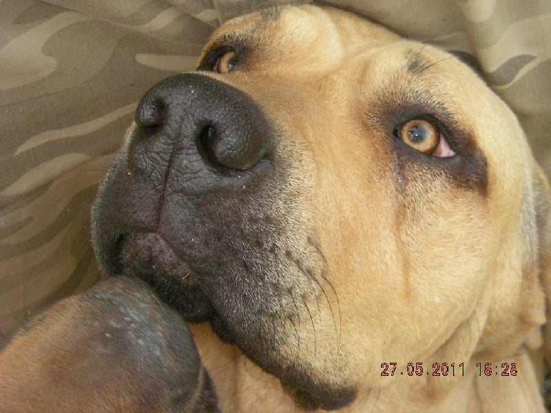 Eva longoria de cat'woman - EXCELLENTE / 3 EME /