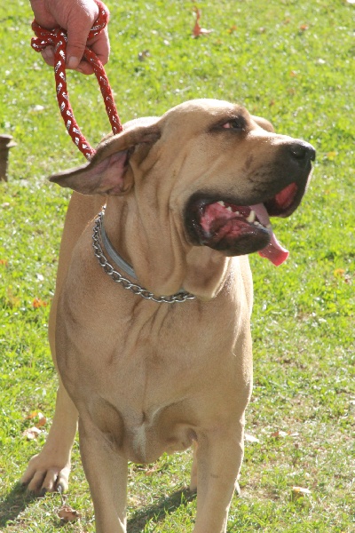 Eva longoria de cat'woman - 2EME/ EXCELLENTE / RCACS / RCACIB