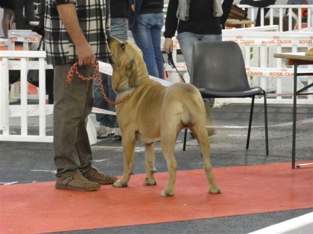 Eva longoria de cat'woman - EXCELLENTE / 1 ERE / RCACS / RCACIB / / CONFIRMEE