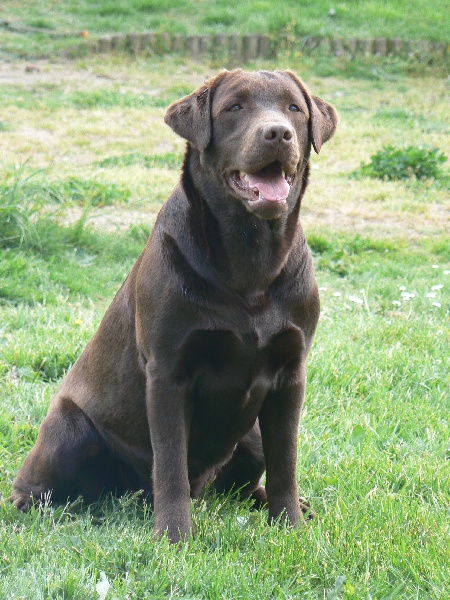 Publication : des Pattes Enchantées Auteur : nieuwjaer nicolas