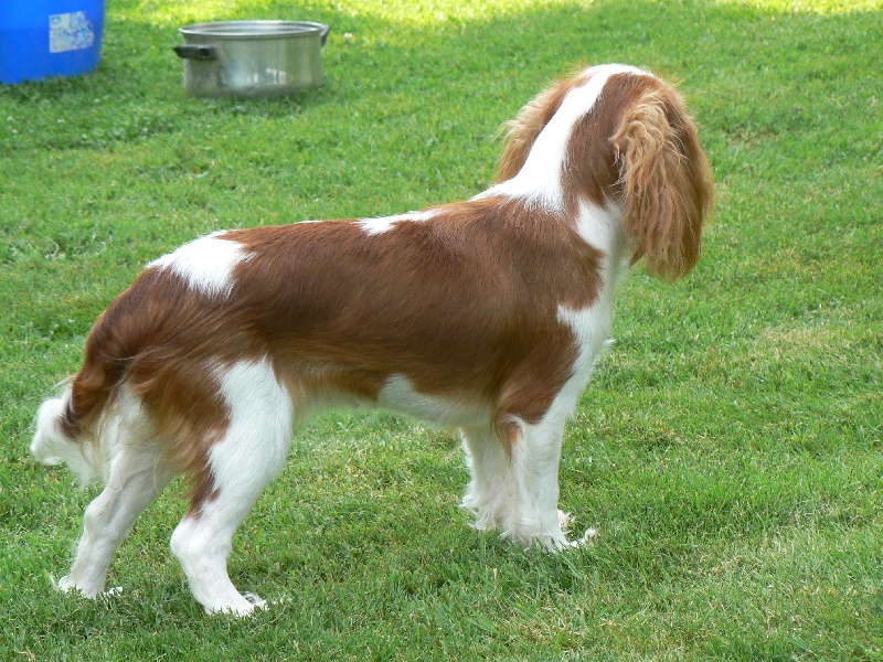 Publication : des Pattes Enchantées Auteur : Nieuwjaer nicolas