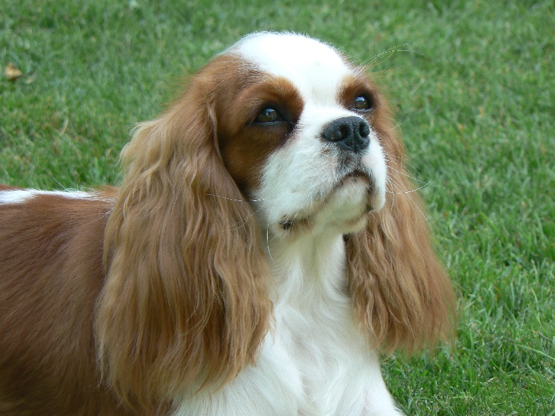 Publication : des Pattes Enchantées Auteur : Nieuwjaer nicolas