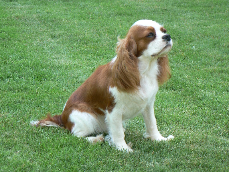 Publication : des Pattes Enchantées Auteur : Nieuwjaer nicolas