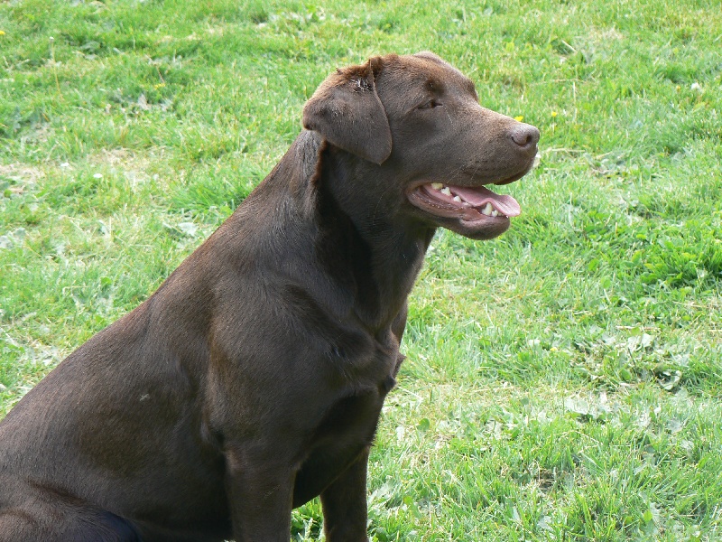 Publication : des Pattes Enchantées Auteur : nieuwjaer nicolas