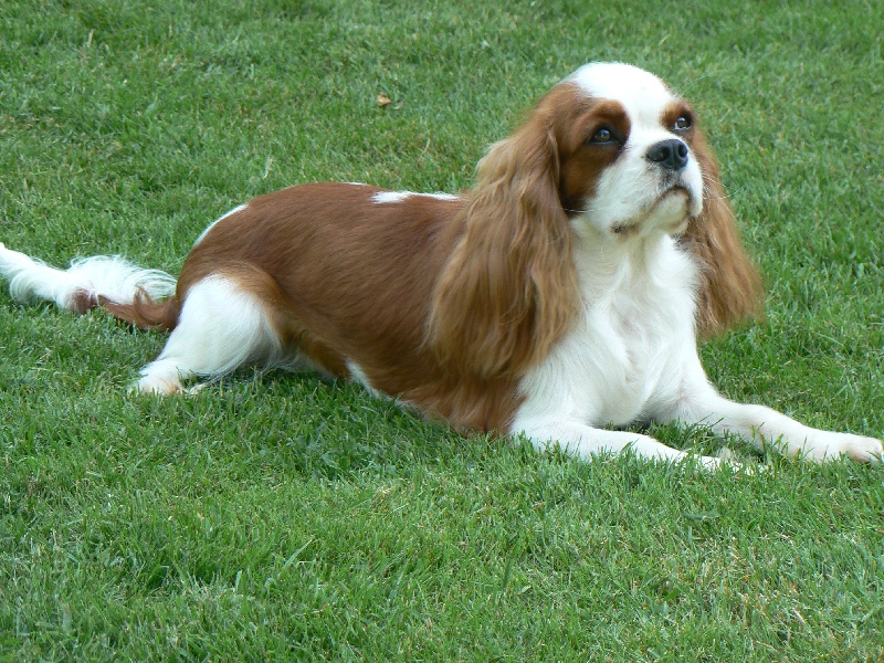 Publication : des Pattes Enchantées Auteur : Nieuwjaer nicolas