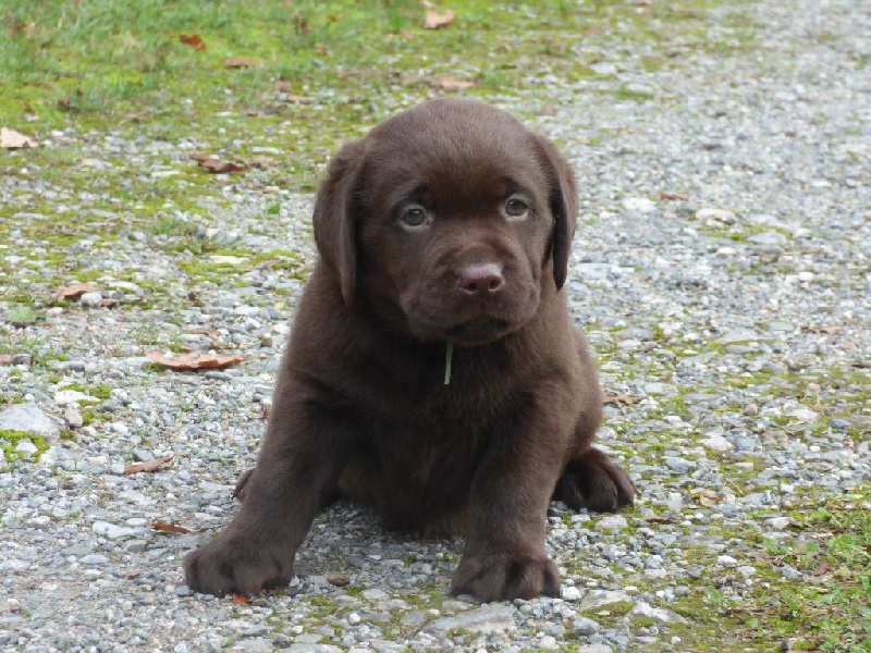 Chiots à vendre Elevage des Pattes Enchantées eleveur de chiens — free download