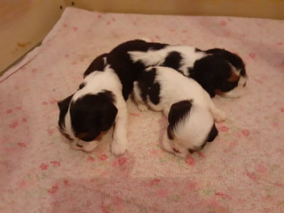 Les chiots de Cavalier King Charles Spaniel