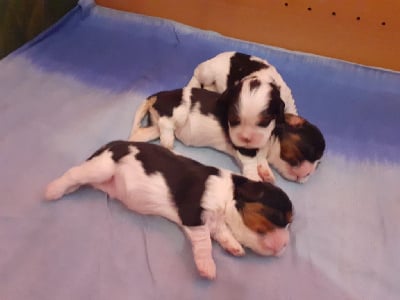 Les chiots de Cavalier King Charles Spaniel