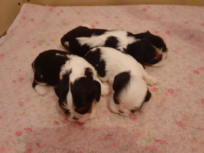 Les chiots de Cavalier King Charles Spaniel