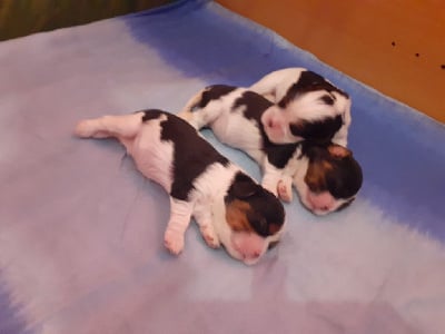 Les chiots de Cavalier King Charles Spaniel