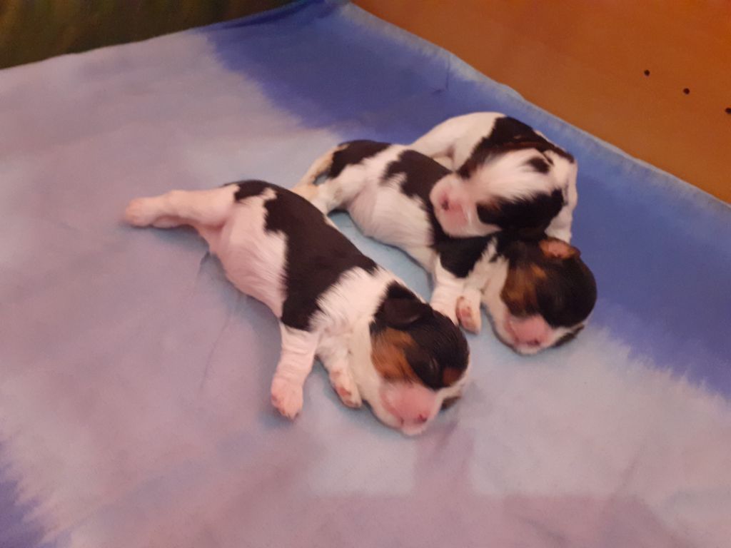 Cavalier King Charles Spaniel - des Pattes Enchantées