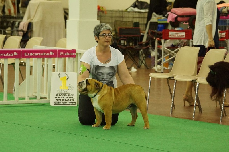 Chien Bulldog Anglais I Shot The Sheriff Des Terres D Alforie