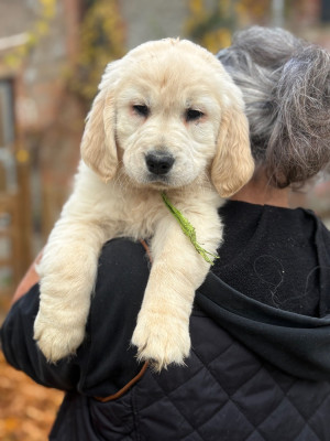 Les chiots de Golden Retriever