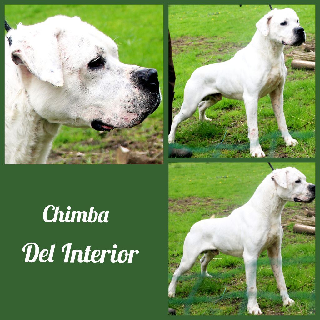 Publication : cerro de los condores