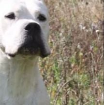 Publication : cerro de los condores