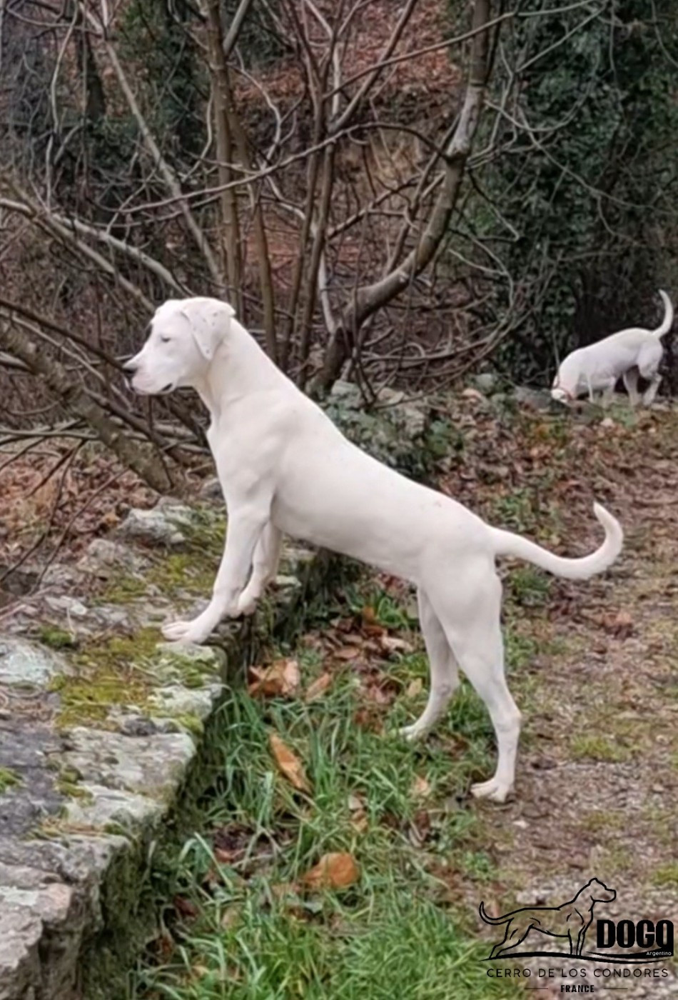 Amancay cerro de los condores
