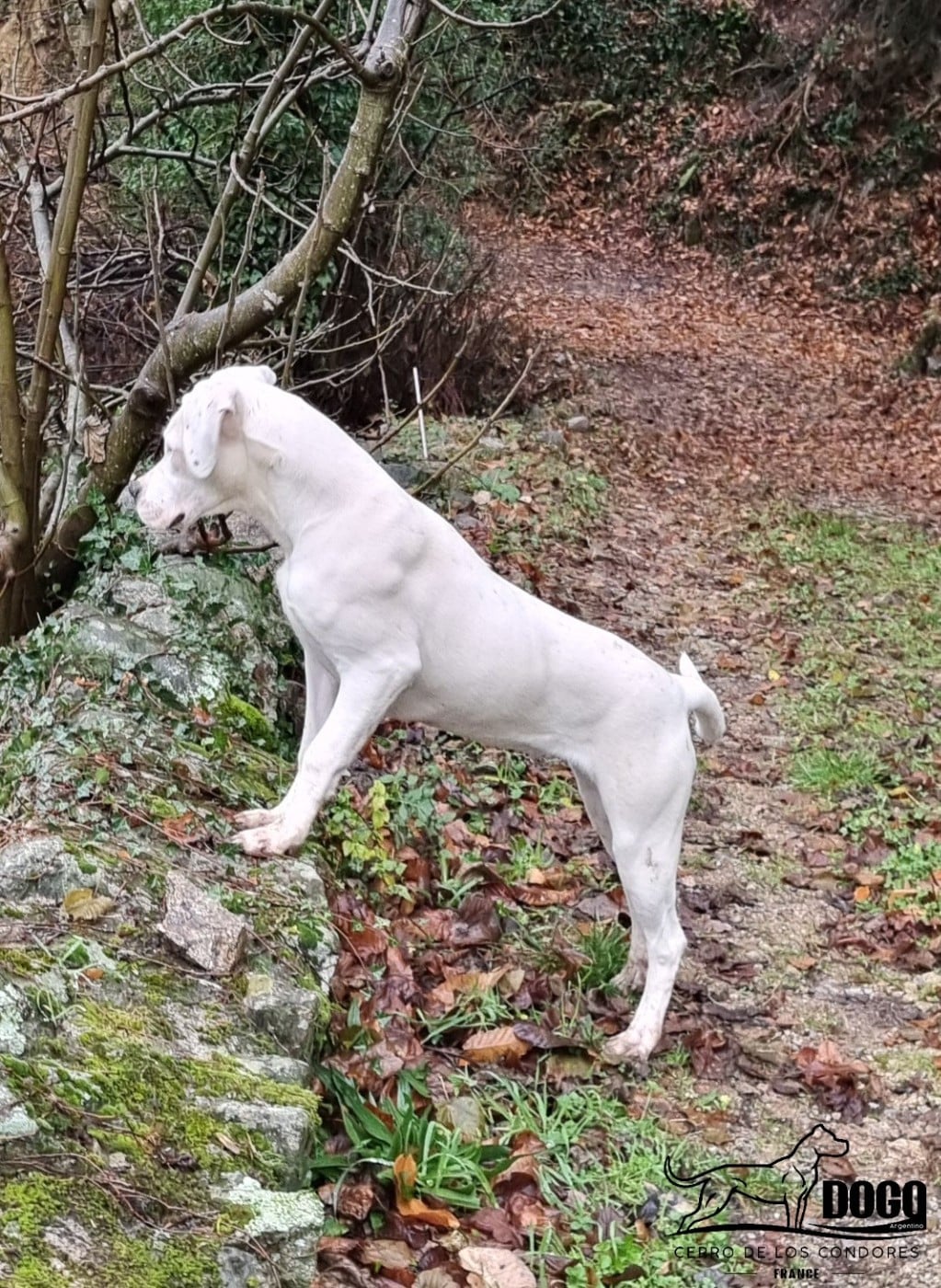 Amancay cerro de los condores