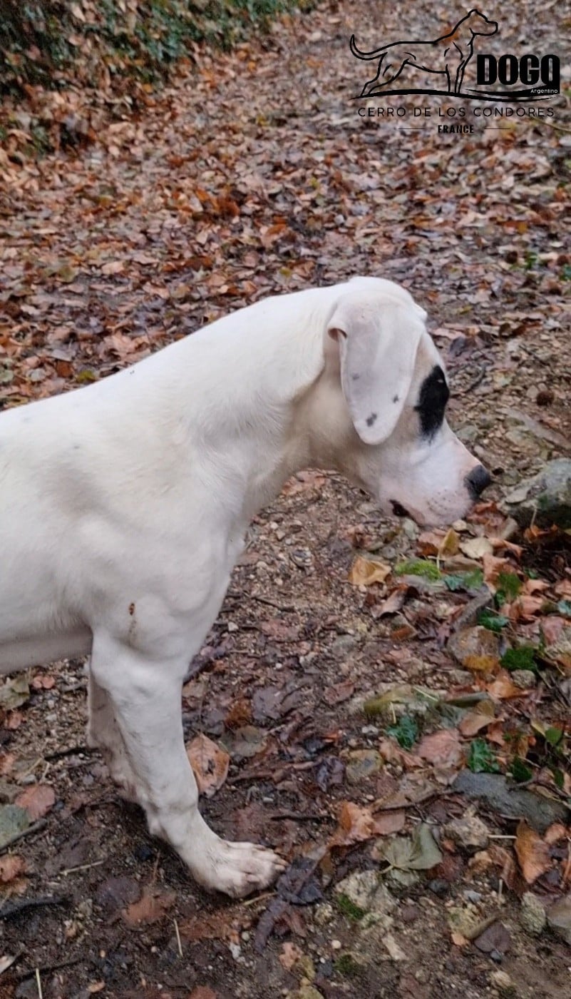 Amancay cerro de los condores