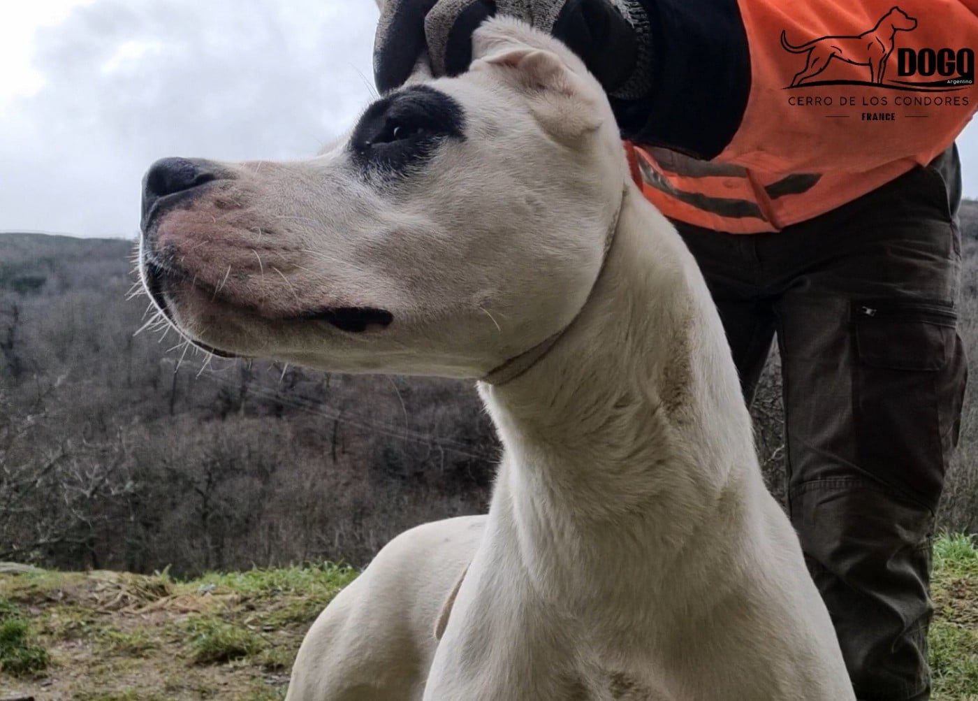 Amancay cerro de los condores