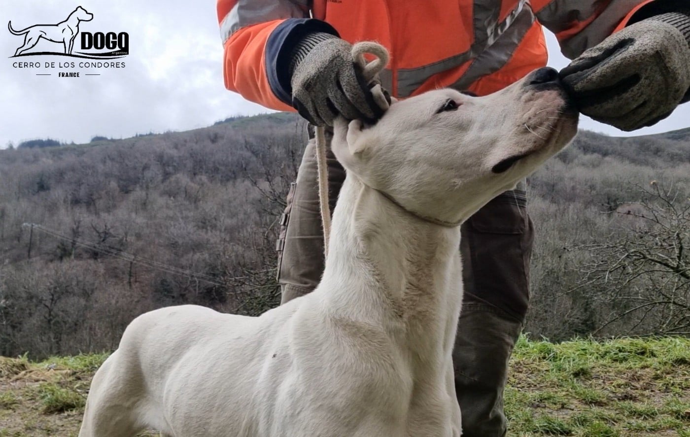Amancay cerro de los condores