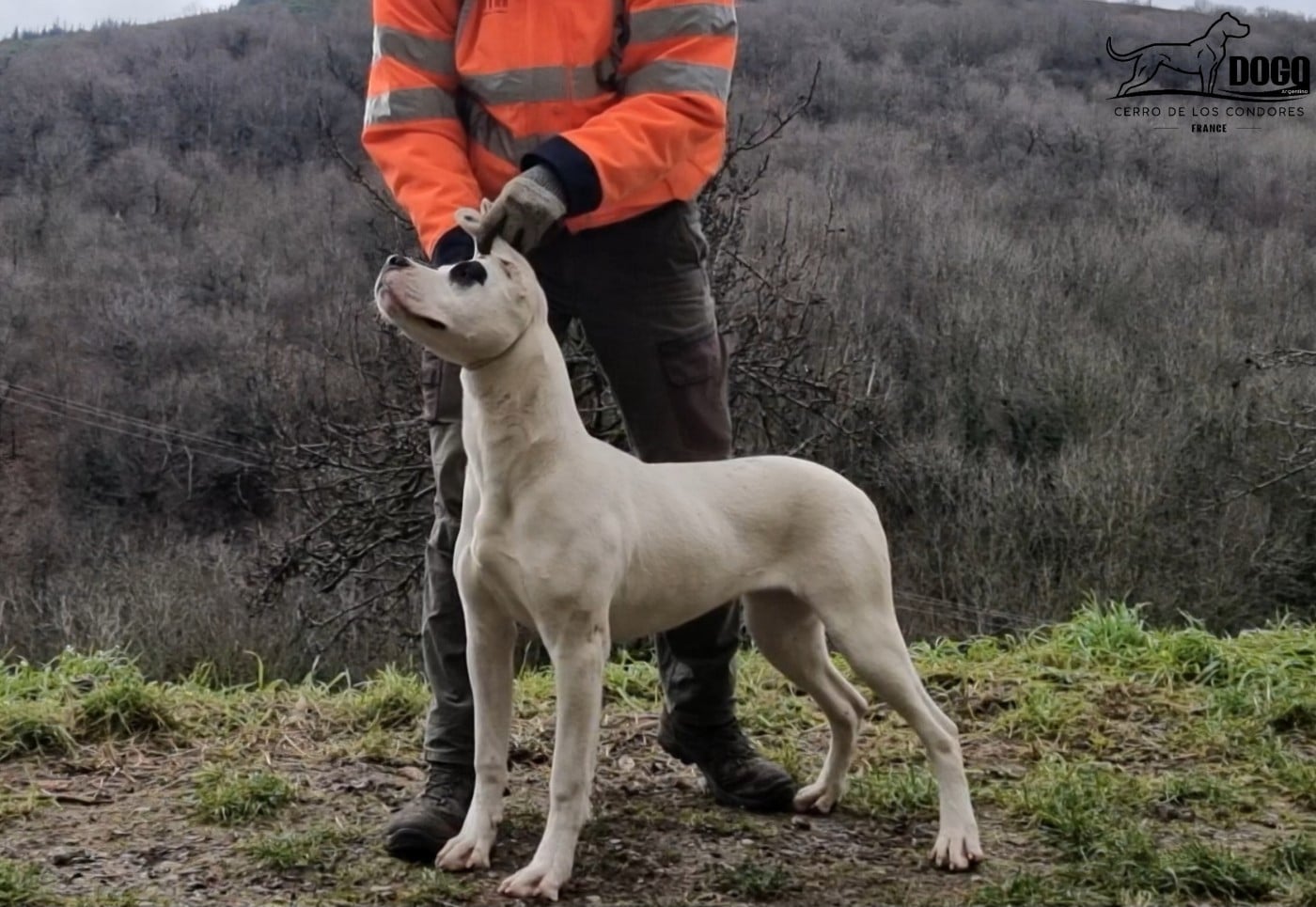 Amancay cerro de los condores