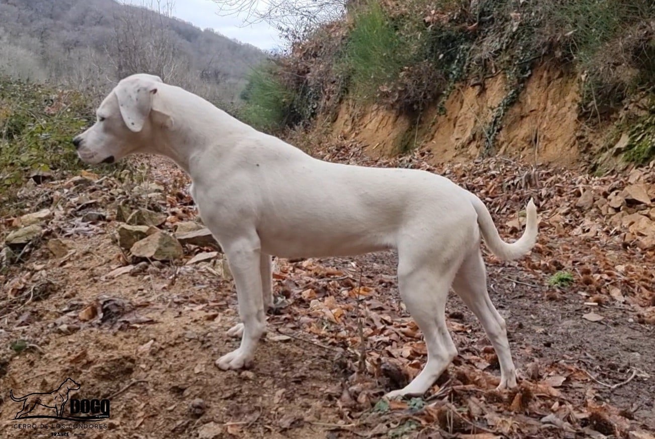Amancay cerro de los condores