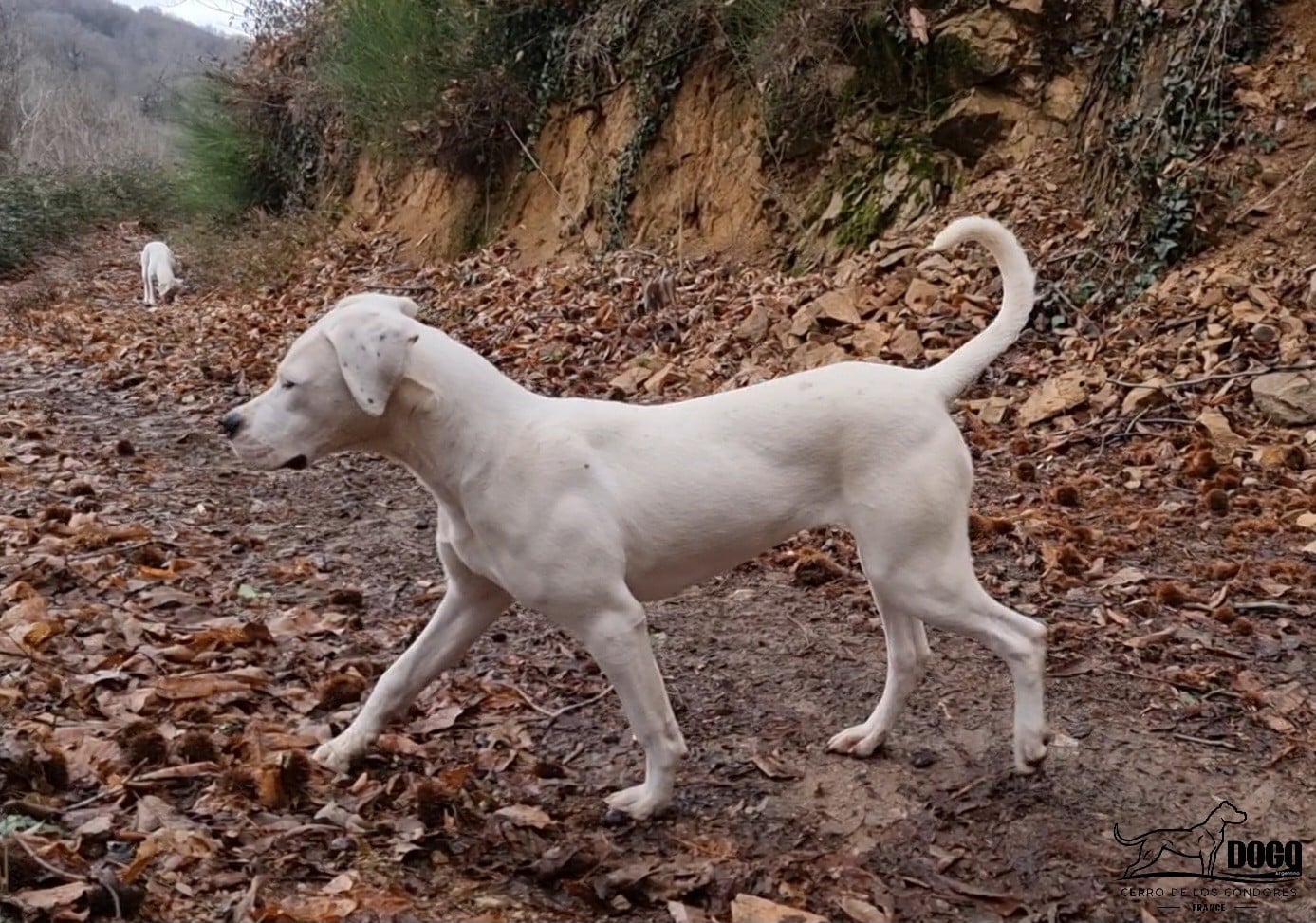 Amancay cerro de los condores