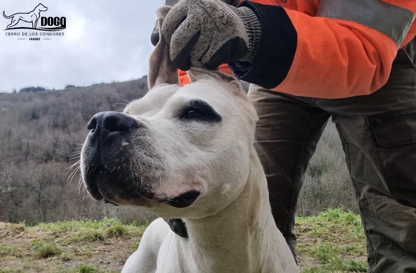 Publication : cerro de los condores
