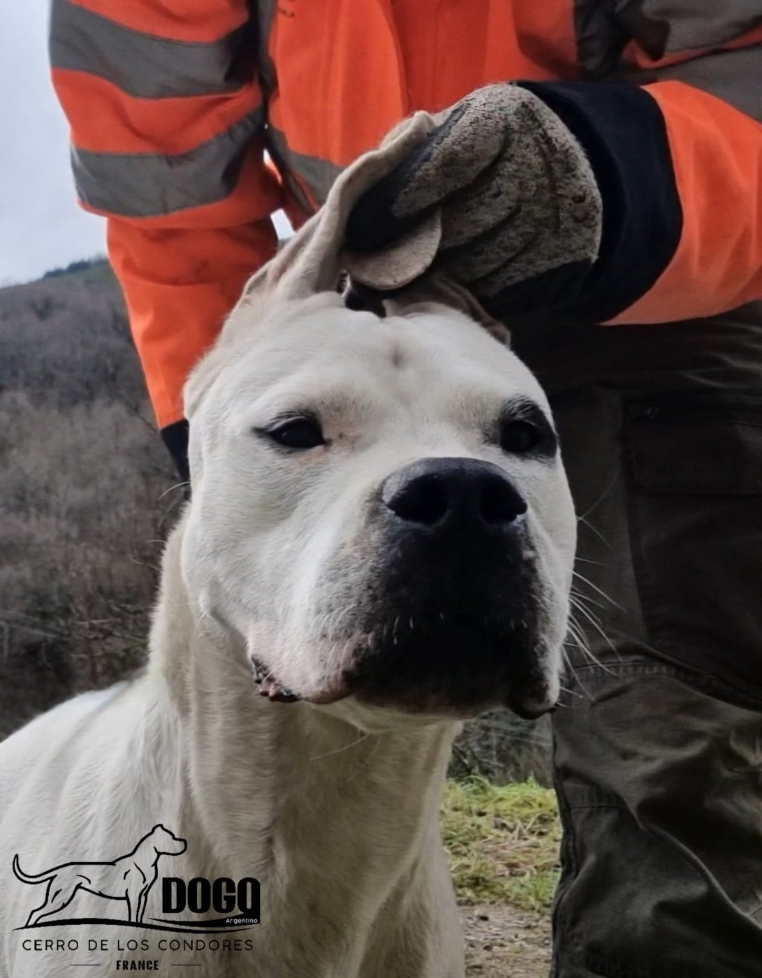 Publication : cerro de los condores